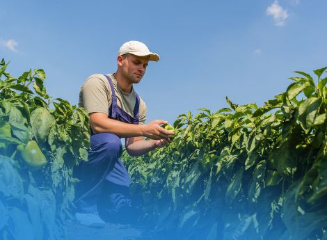 ulteriore-proroga-termine-presentazione-domande-aiuto-fondo-sov_p39094 ConsulenzaAgricola -  Risposte efficaci per il mondo agricolo