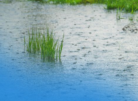 avversita-atmosferiche-indennizzo-pieno-pmi-agricole-non-assicu_p53256 ConsulenzaAgricola -  Risposte efficaci per il mondo agricolo