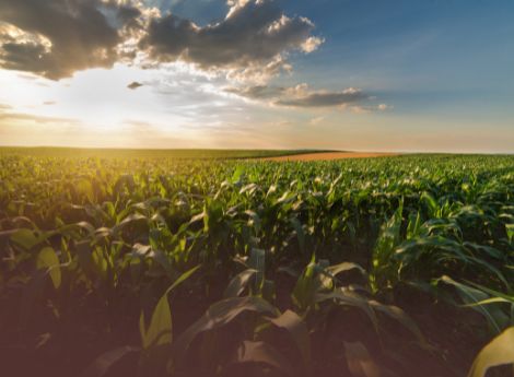 agea-accelera-piu-pagamenti-controlli-automatizzati-nuovi-servi_p81736 ConsulenzaAgricola -  Risposte efficaci per il mondo agricolo