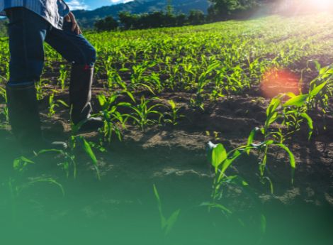 nuda-proprieta-passaggio-generazionale-esenzione-successoria-ri_p20206 ConsulenzaAgricola -  Risposte efficaci per il mondo agricolo