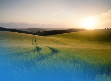 proroga-correzione-anomalie-fondo-grano-duro-2025 ConsulenzaAgricola -  Risposte efficaci per il mondo agricolo