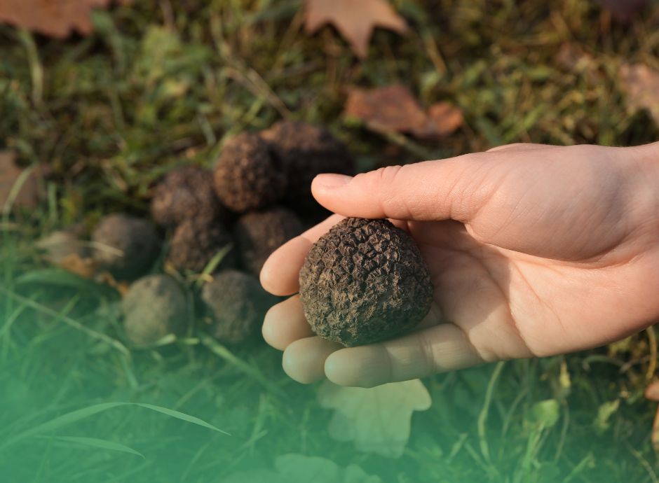 raccoglitori-occasionali-di-tartufi-l-imposta-sostitutiva-di-10_p55465 ConsulenzaAgricola -  Risposte efficaci per il mondo agricolo