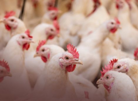 nuove-norme-commercializzazione-carni-pollame-sintesi-principal_p25710 ConsulenzaAgricola -  Risposte efficaci per il mondo agricolo