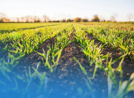rincaro-concimi-nuove-misure-pac-sostegno-agricoltori ConsulenzaAgricola -  Risposte efficaci per il mondo agricolo