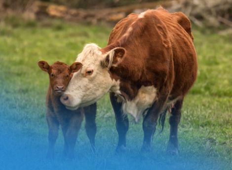 modifica-soglie-eco-schema-1 ConsulenzaAgricola -  Risposte efficaci per il mondo agricolo