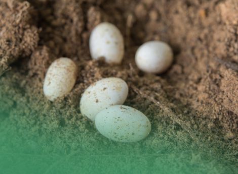 uova-natura-consumo-integrati-masaf-codici-cun-fatturazione-ele_p95186 ConsulenzaAgricola -  Risposte efficaci per il mondo agricolo