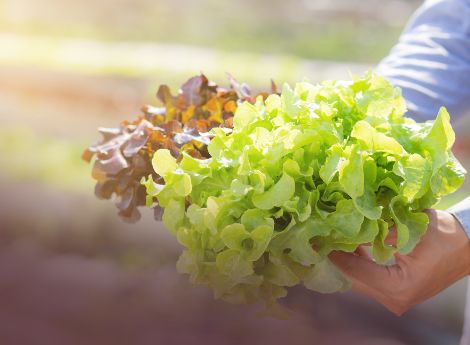 marchio-biologico-italiano-definite-condizioni-modalita-utilizz_p36407 Sezione Circolari Varie | ConsulenzaAgricola.it