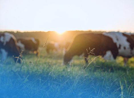 strategia-ue-allevamento-nuove-azioni-commissione-settore-zoote_p70124 Sezione Circolari | ConsulenzaAgricola.it