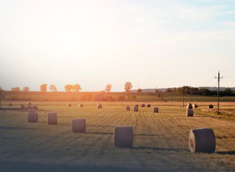 attivita-agricole-connesse-quando-manipolazione-trasformazione-_p61068 ConsulenzaAgricola -  Risposte efficaci per il mondo agricolo