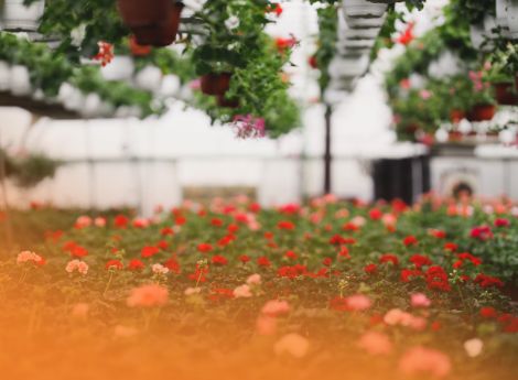 contrasto-caporalato-controlli-ispettorato-lavoro-arrivano-dire_p64902 ConsulenzaAgricola -  Risposte efficaci per il mondo agricolo