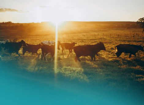 eco-schema-1-livello-2-chiarito-calcolo-uba-ammissibili-2026 ConsulenzaAgricola -  Risposte efficaci per il mondo agricolo