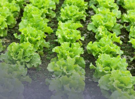biologico-francese-consumi-ripresa-ma-superfici-ancora-calo ConsulenzaAgricola -  Risposte efficaci per il mondo agricolo