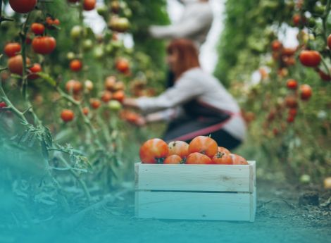 nuovo-regolamento-ue-rafforzamento-agricoltori-filiera-alimenta_p97862 ConsulenzaAgricola -  Risposte efficaci per il mondo agricolo