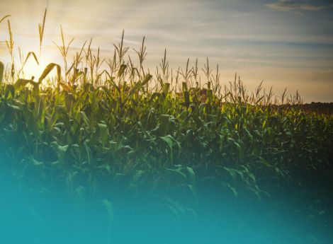 condizionalita-pac-2026-nuove-esenzioni-maggiore-flessibilita-a_p54119 ConsulenzaAgricola -  Risposte efficaci per il mondo agricolo