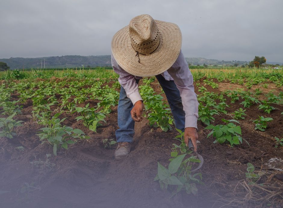 filiera-alimentare-regolamento-ue-2026-1739-rafforza-posizione-_p60926 ConsulenzaAgricola -  Risposte efficaci per il mondo agricolo