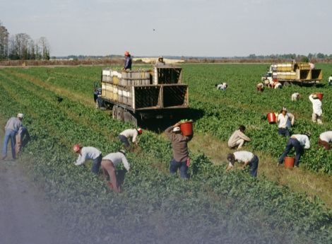 contrasto-caporalato-decreto-pa-piano-pluriennale-alloggi-lavor_p22619 ConsulenzaAgricola -  Risposte efficaci per il mondo agricolo