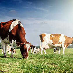 Applicativo calcolo base imponibile IRAP per aliquote attivit&agrave; di allevamento 