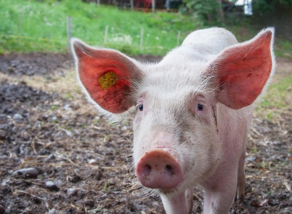 Benessere Animale Il Piano Nazionale 2022