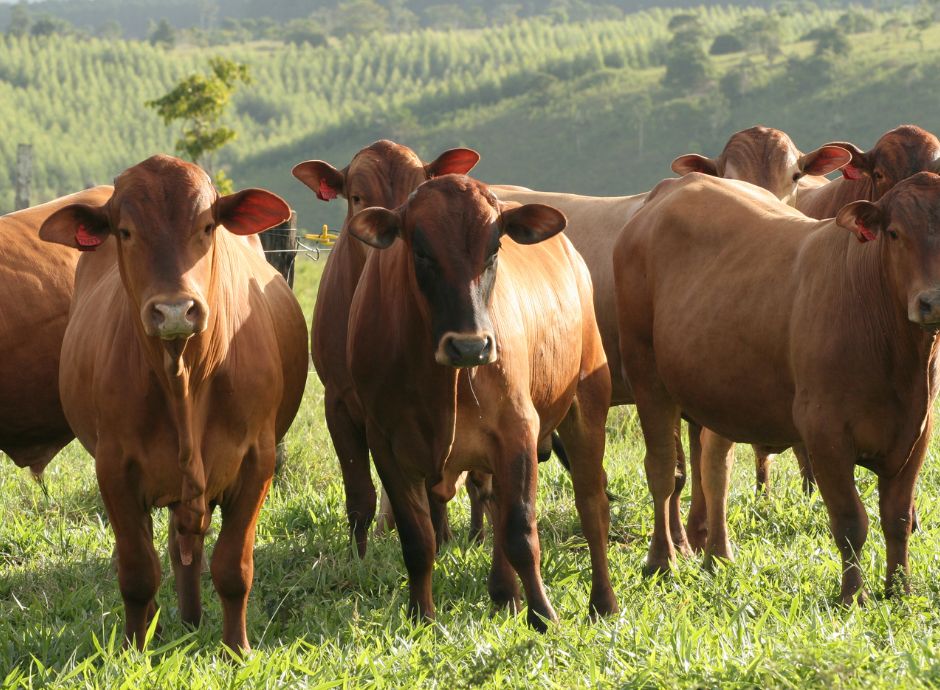 benessere-animale Circolari OP del settore ortofrutticolo