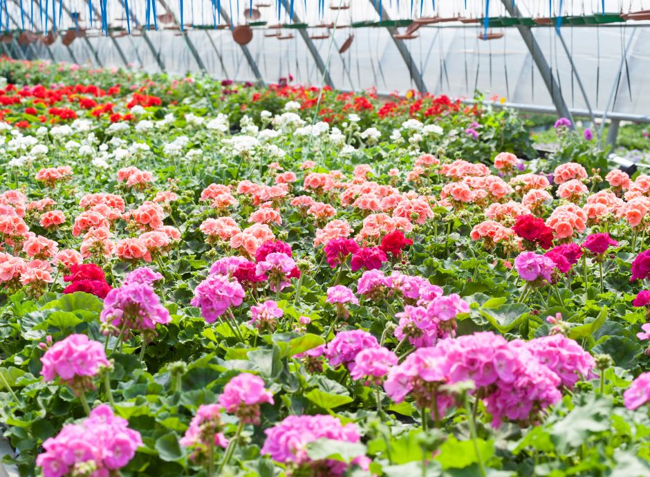 floroivai Circolari Fiscali