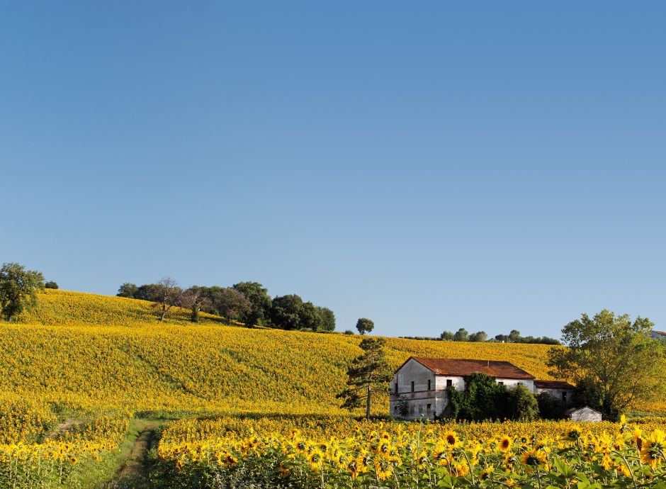 Disciplina IVA dell’impresa mista in agricoltura impresa-mista-agricoltura Sezione Circolari