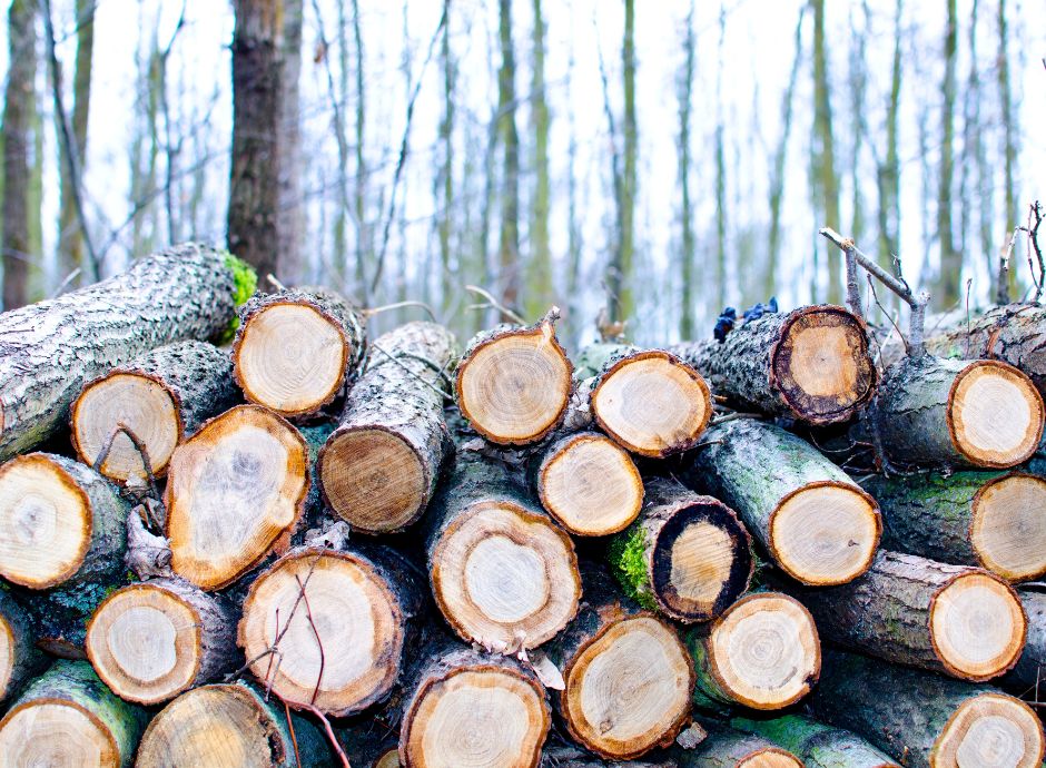 Vendita di piante in piedi: il momento di effettuazione dell’operazione ai fini dell’IVA piante-in-piedi Sezione Circolari