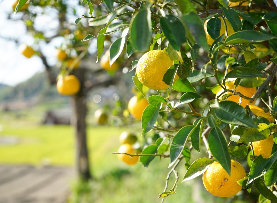 colture-arboree Circolari Fiscali