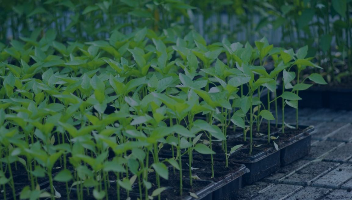 circolare-04-03-26 ConsulenzaAgricola -  Risposte efficaci per il mondo agricolo