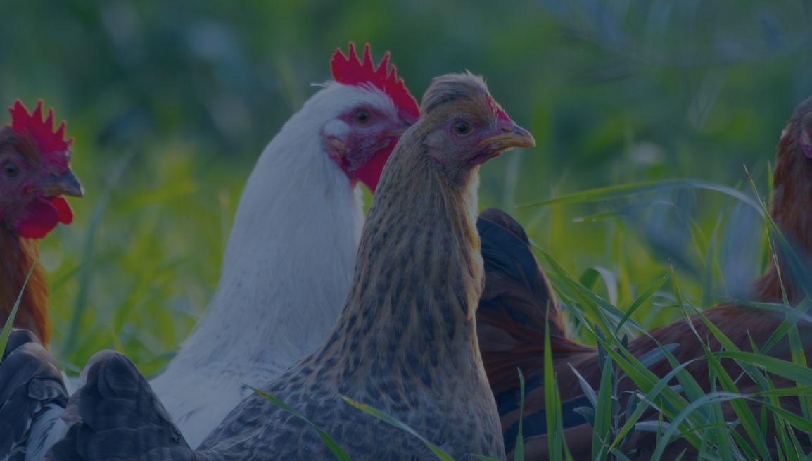 webinar-29-04-2026 ConsulenzaAgricola -  Risposte efficaci per il mondo agricolo